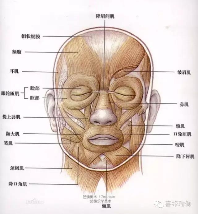 腮帮子是哪个部位图解图片